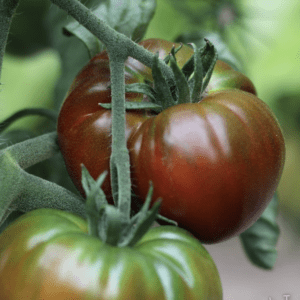 Ripening tomatoes on the vine with rich red and green hues.